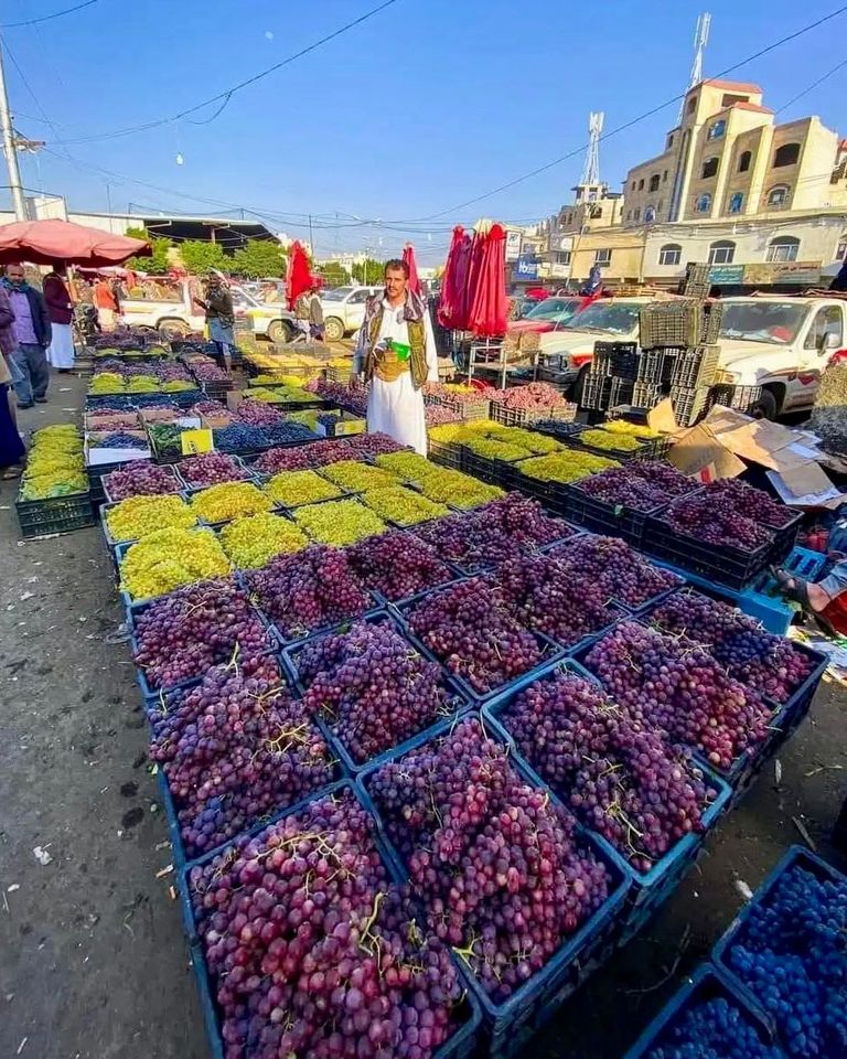 عنب اليمن.. &laquo;جواهر عابرة&raquo; تتحدى حرب الحوثي - صورة 1