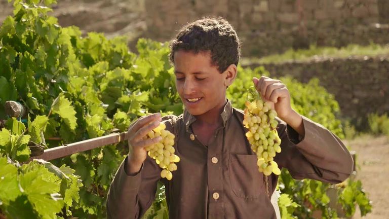 عنب اليمن.. &laquo;جواهر عابرة&raquo; تتحدى حرب الحوثي - صورة 3