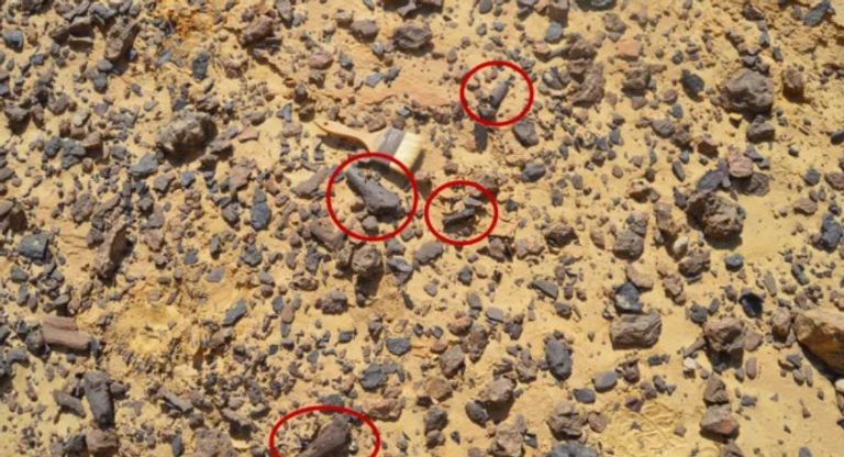 منذ 95 مليون عام.. مصر تكشف أول دليل حفري لـ&laquo;سيد السماء&raquo; في عصر الديناصورات - صورة 1