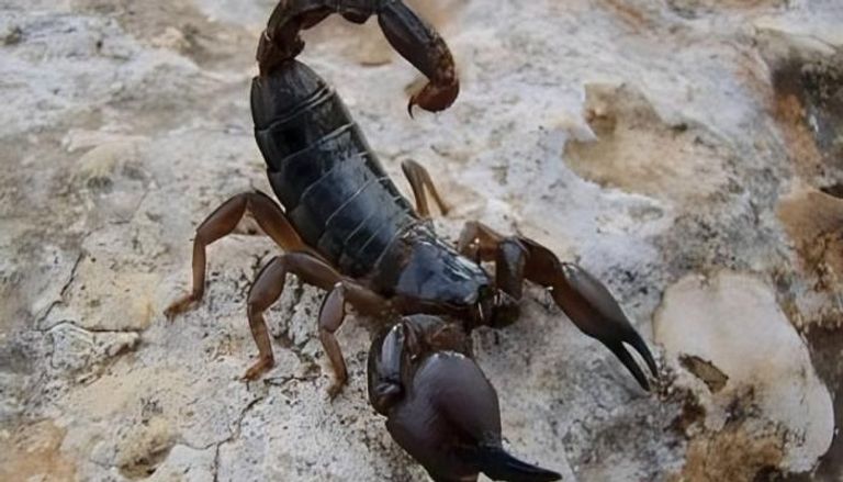 عقرب الموت الأسود العربي في السعودية.. حقائق علمية - صورة 2