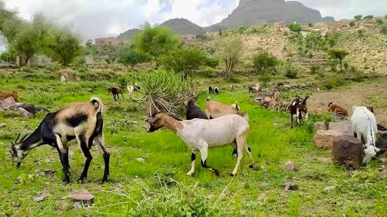 الرعي في اليمن يواجه ضغوط المناخ وتراجع الأمطار - صورة 1