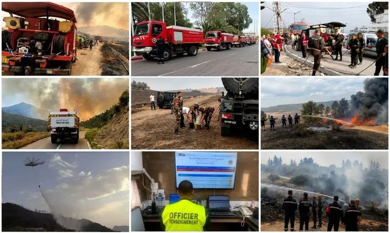 النيران تحاصر الغابات الجزائرية.. جهود مكثفة لاحتواء أسوأ 12 بؤرة تواصل الاشتعال - صورة 2
