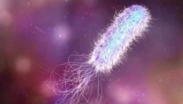 بكتيريا قاتلة تتفوق على الإيدز والملاريا‎‎