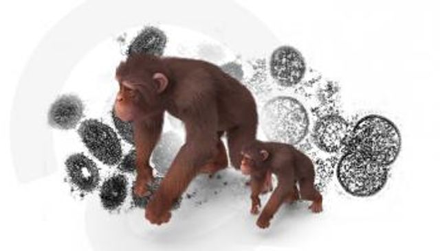 جدري القرود