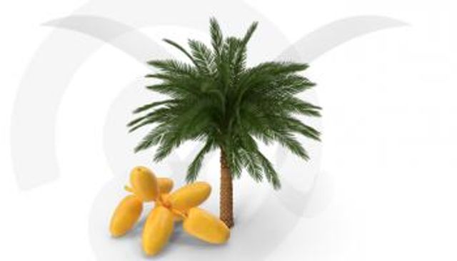 السعودية الأولى في تصدير التمور