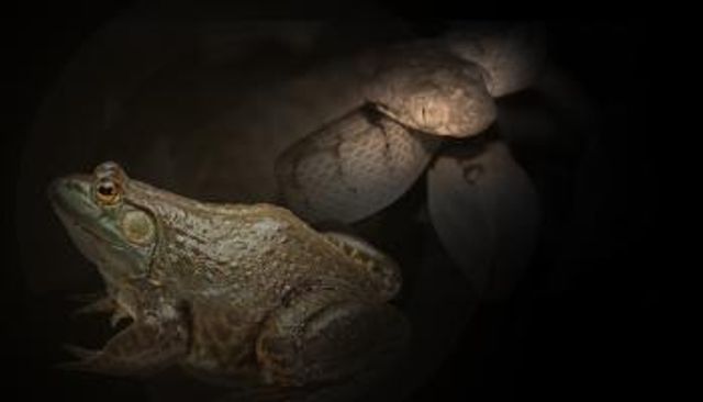الزواحف والبرمائيات تكلف العالم 17 مليار دولار