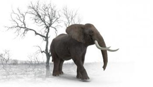 تعير المناخ والصيد الجائر للأفيال يهدد بانقراضها