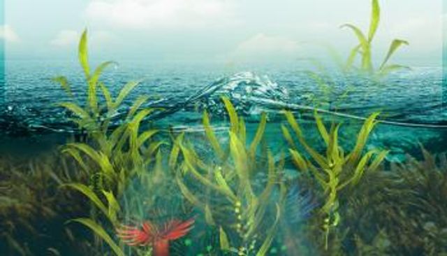 الأعشاب البحرية مصدر مستدام للغذاء