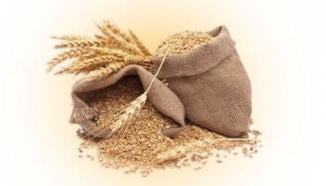 نقيب الفلاحين يزف بشرى للمصريين: سنزرع 4 ملايين فدان قمح