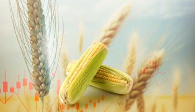 انخفاض كبير بأسعار الذرة والصويا
