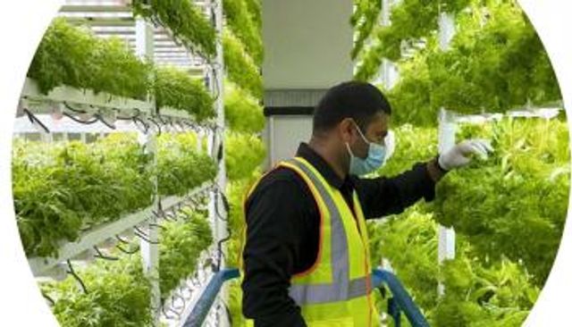 شراكة بين دافوس والإمارات لدعم الأفكار الجديدة بتقنيات الغذاء حول العالم