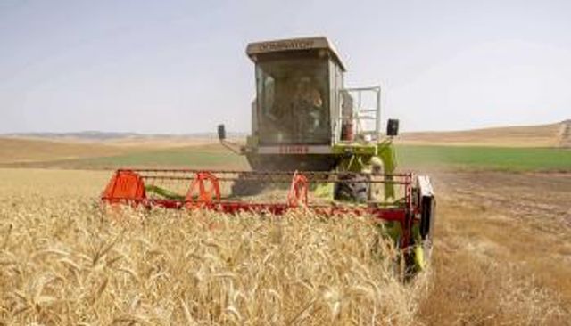 تونس تحصد الأمل.. موسم حبوب استثنائي