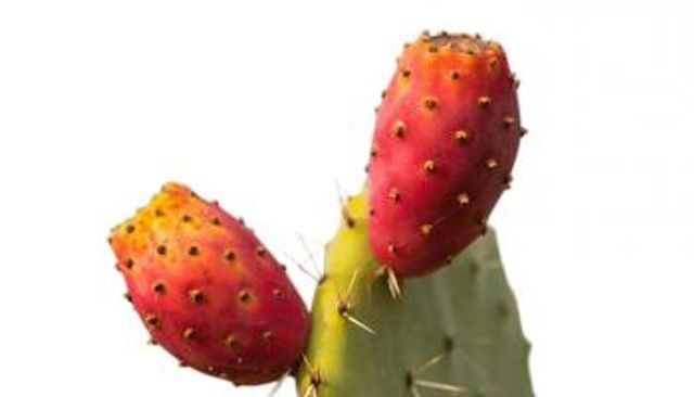 ثمار التين الشوكي