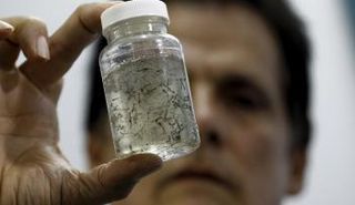 منظمة الصحة العالمية تقول أن علاج فيروس زيكا قد يكون في الذباب المُعدل وراثياً