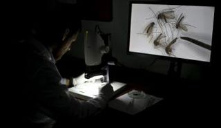 علماء يحاولون التوصل لمصل لمواجهة انتشار فيروس زيكا