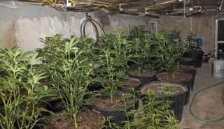 كندا تعتزم تقنين الماريجوانا