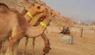 إبل السعودي ناشي المحـمادي تحمل الشريط الضوئي 