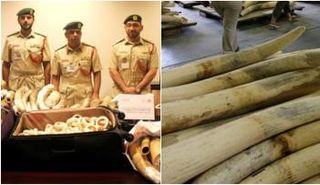 كميات من العاج المصادر