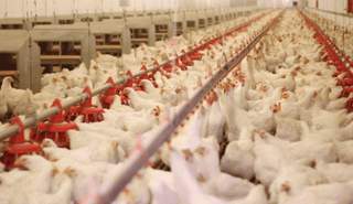 من إحدى مزارع الدواجن في قطاع غزة