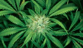 الماريجوانا