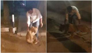 شرطة دبي تسيطر على أسد هارب