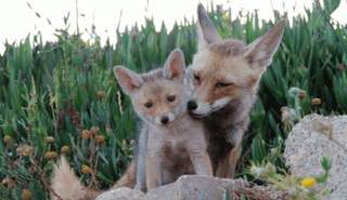 أنثى الثعلب وجروها