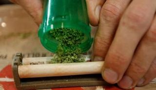 نبات القنب الهندي 