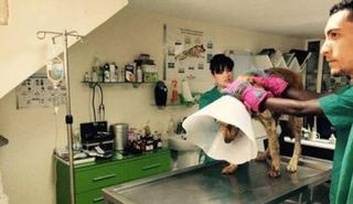 ثقافة الرفق بالحيوان غائبة عن المجتمعات العربية 