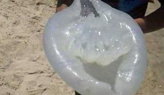 قنديل البحر