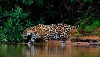 جاكوار في بانتانال