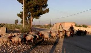 كان مقاتلو التنظيم يمنعون الفلاحين من العمل في أرضهم إلا بعد ارتداء اللباس الأسود