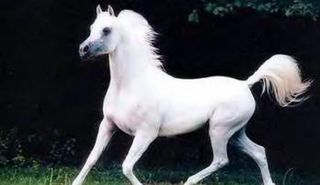 خيول عربية أصيلة 