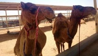 الأبل يمثل ثروة كبيرة في الإمارات