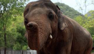 الفيل كافان بحديقة حيوان ماراجازار في إسلام آباد