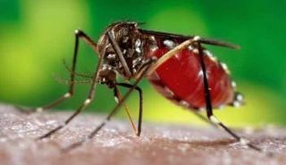 السلطات الأمريكية في فلوريدا تتخوّف من انتشار فيروس 