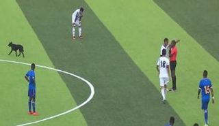 صورة من الواقعة      