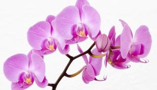 أزهار الأوركيد