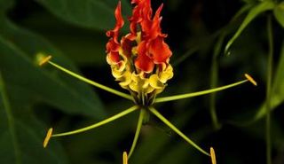 زهرة غلوريوسا