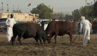 يتبارز نحو 80 ثورا أسبوعيا في إمارة الفجيرة