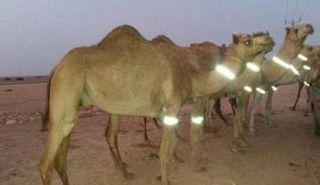 الأسورة المضيئة على رقاب الإبل