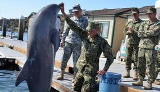 تدريب الدلافين القتالية في الولايات المتحدة