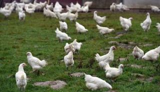 أنفلونزا الطيور