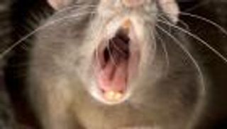 الفئران طعام جزر المحيط الهادئ قديمًا