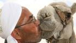 مسئول سعودي: البعض يتعمّد تقبيل الإبل لتبرئتها من "كورونا"