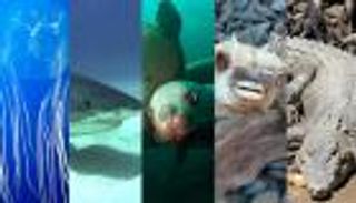 بالصور.. أخطر 10 كائنات بحرية على الإنسان