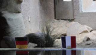 السحلية العملاقة 