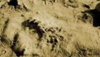 اكتشاف أقدم حفرية في العالم لأوعية دموية بها بقايا بروتينية.. أين؟