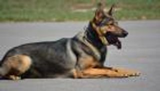 للبحث عن الجثث المدفونة .. تدريب الكلاب على "رائحة الموت"