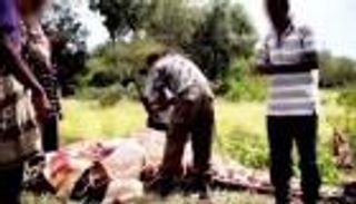 زرافة وجاموس.. ضحية غوغائية مسلحين متطرفين في الصومال