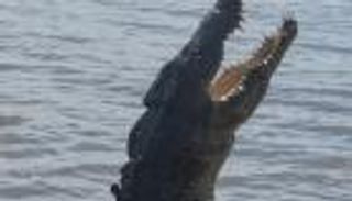 التماسيح لحراسة سجن يأوي تجار مخدرات، لأنه "لا يمكن رشوتها"